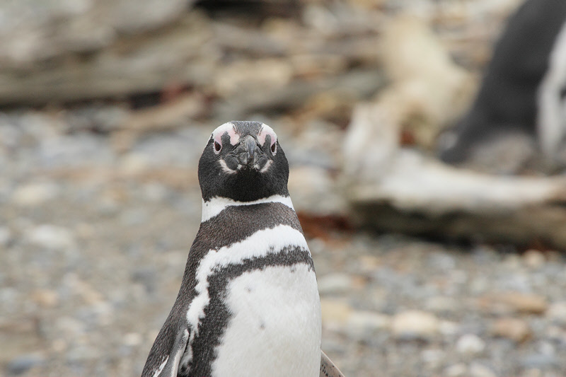 Magellanic Penguin (4896)