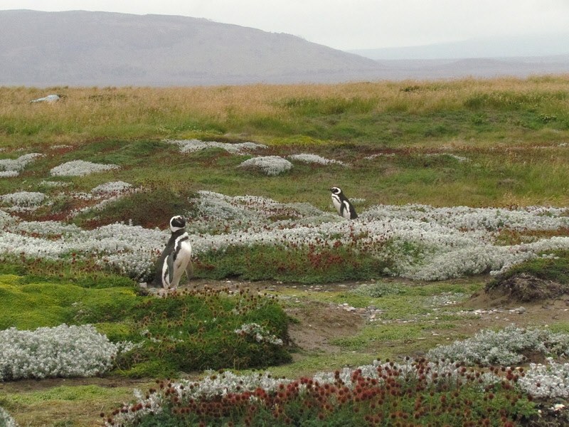 Magellanic Penguins (2693L)
