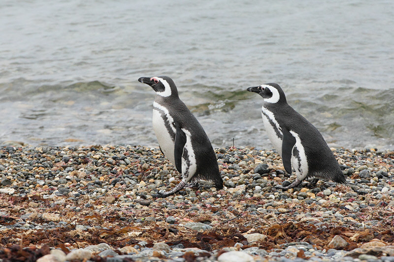 Magellanic Penguins on the Beach (4954)