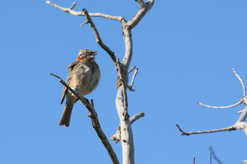 Rufous-collared Sparrow (4643)