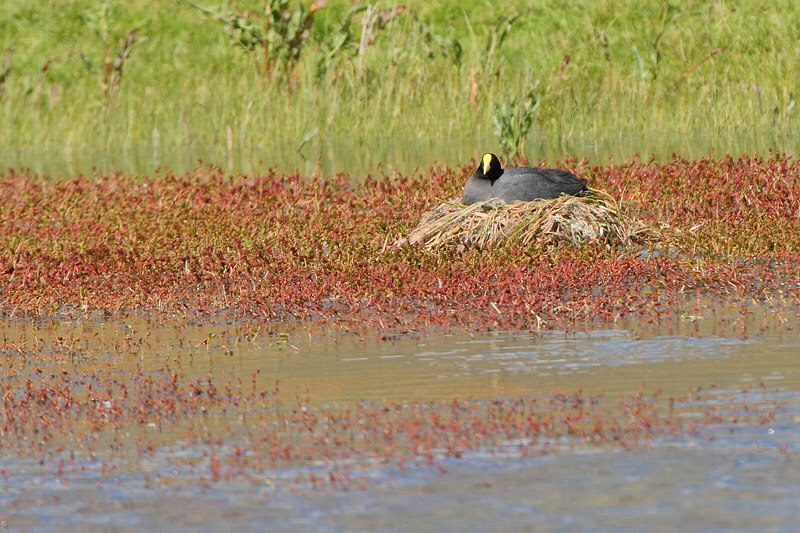 White-winged Coot on Nest (4532)