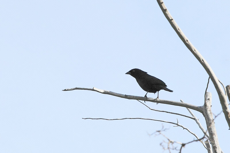 Austral Blackbird (2445)