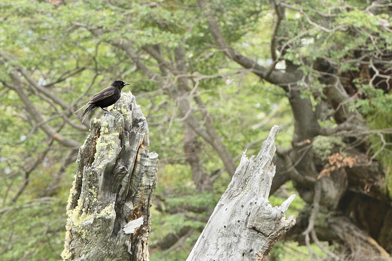 Austral Blackbird (3845)