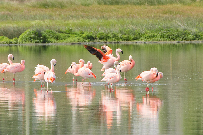Chilean Flamingos (3214)
