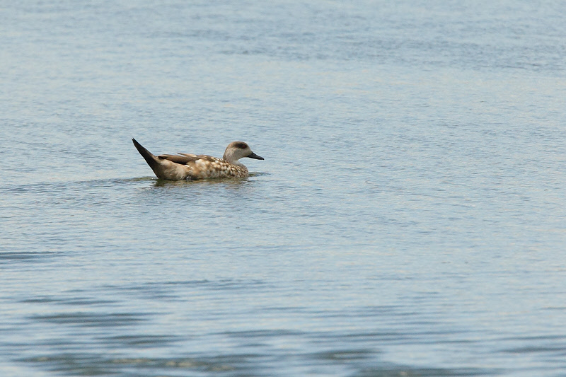 Crested Duck (2275)