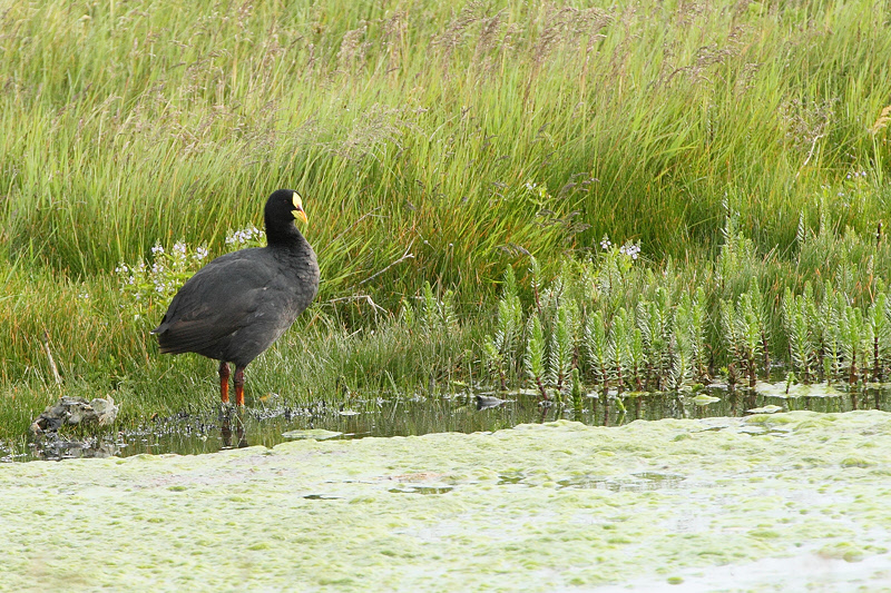 Red-gartered Coot (2812)