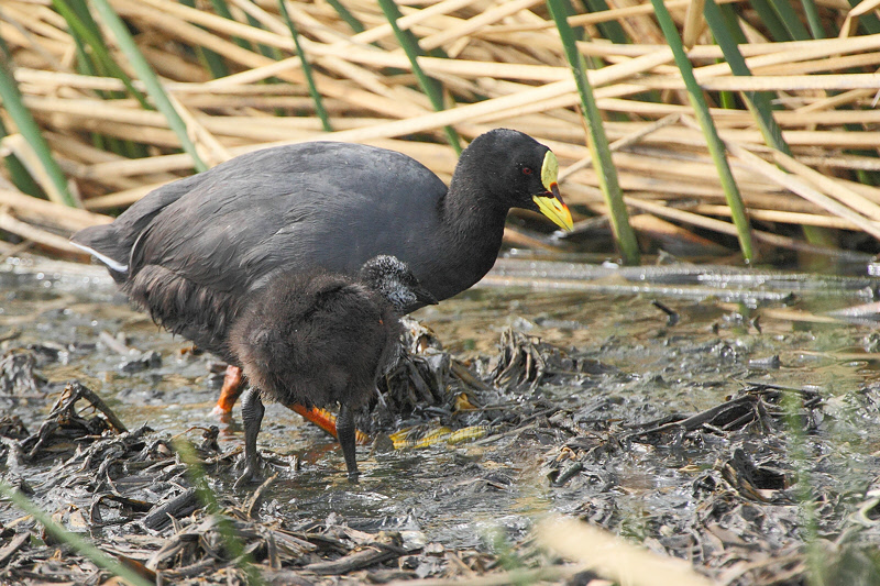 Red-gartered Coot (3171)