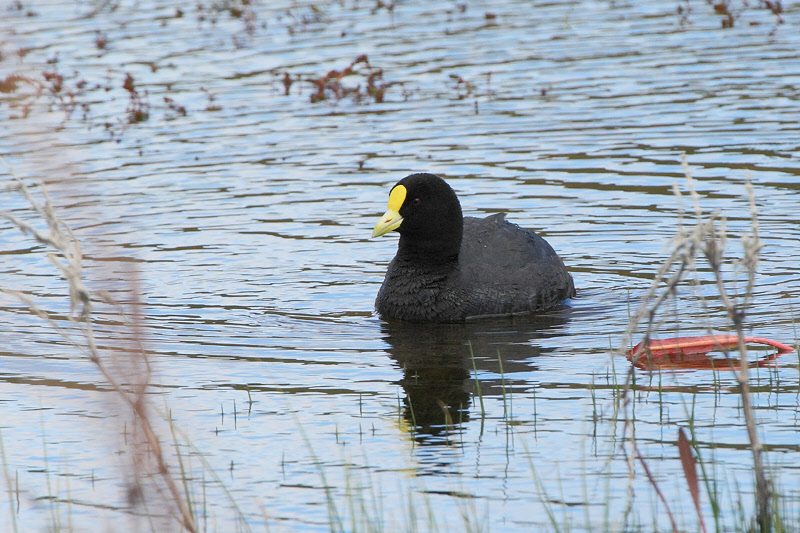 White-winged Coot (4608)