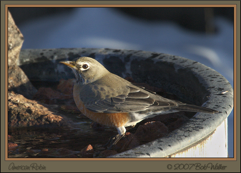 American Robin (9685)