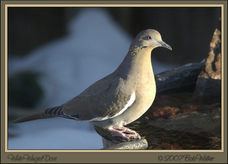 White-winged Dove (9688)