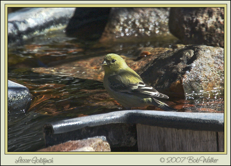 Lesser Goldfinch (0356)