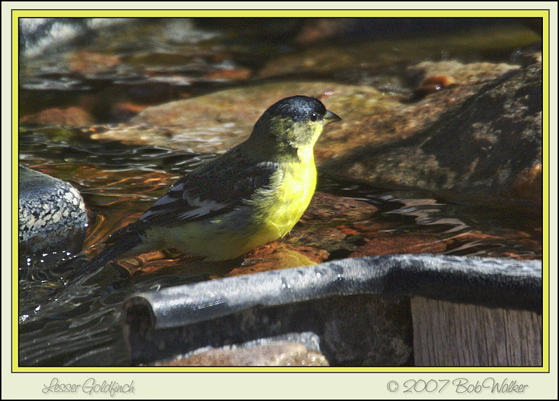 Lesser Goldfinch (0393)