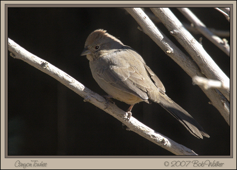 Canyon Towhee (0396)