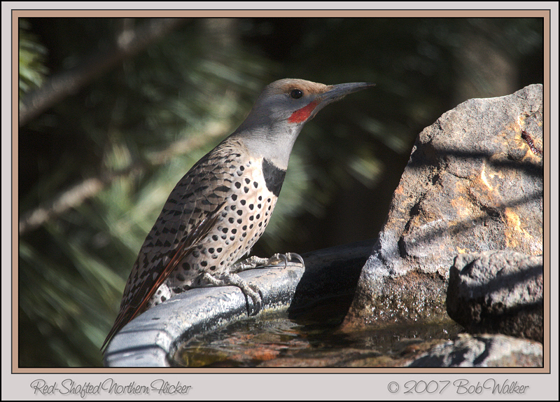 Northern Flicker (Red-shafted)  (0442)