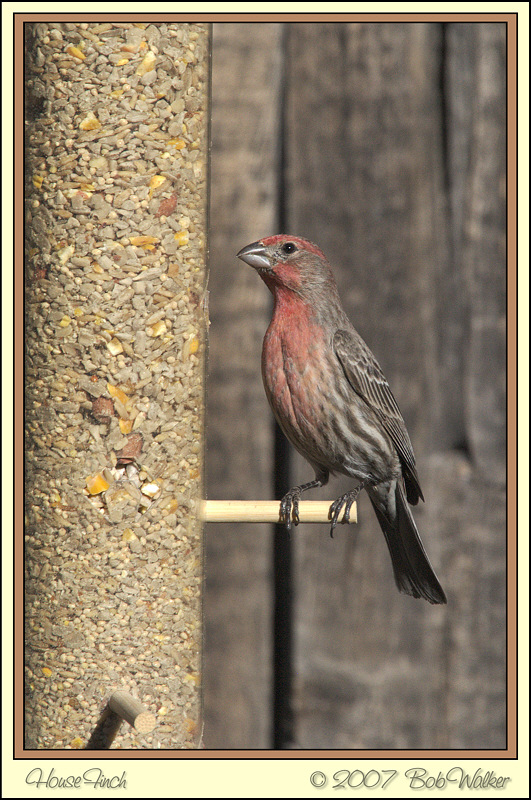 House Finch (0458)