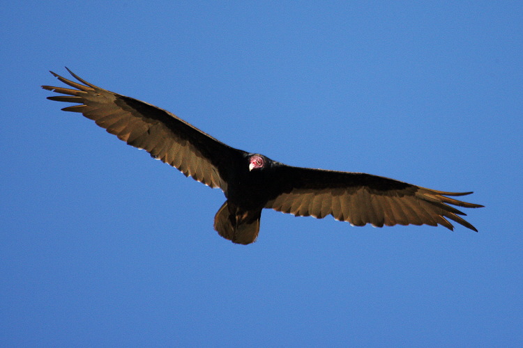Turkey Vulture (2527)
