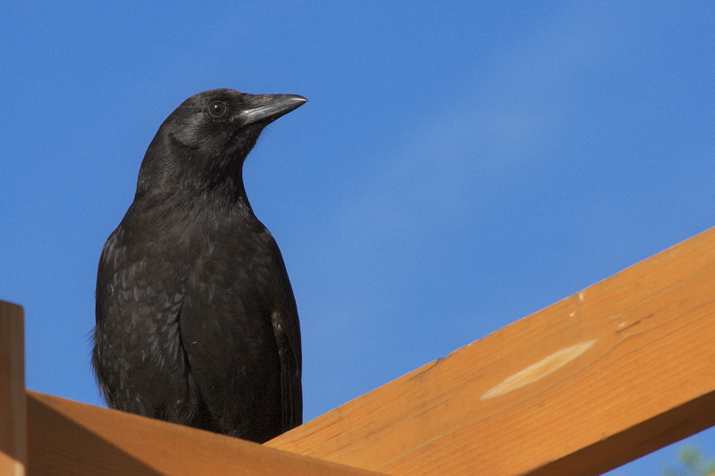 American Crow (0946)