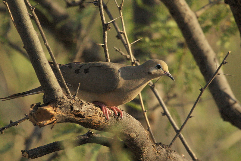 3031 Mourning Dove