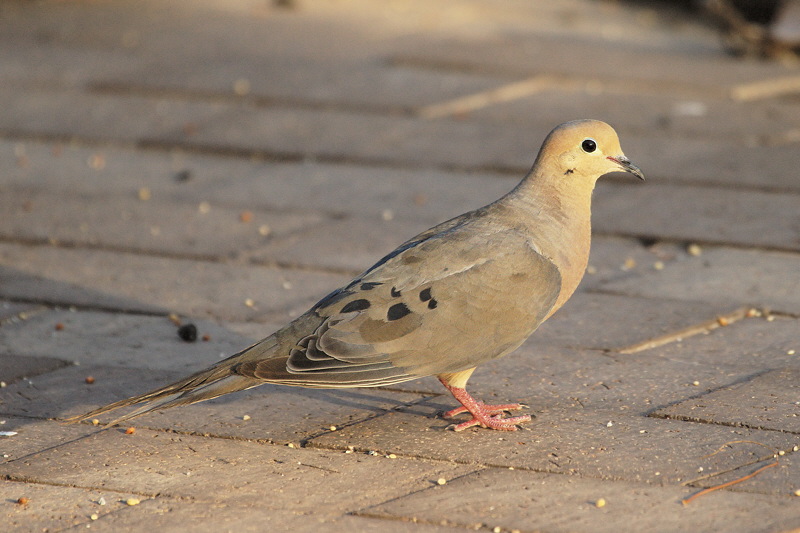 3059 Mourning Dove