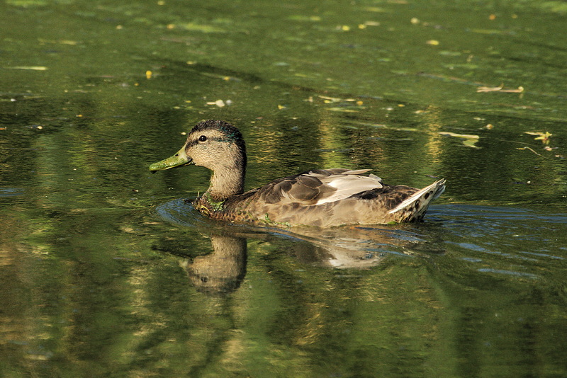 3135 Duck (Mallard)