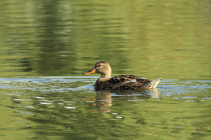 3175 Duck (Female Mallard)