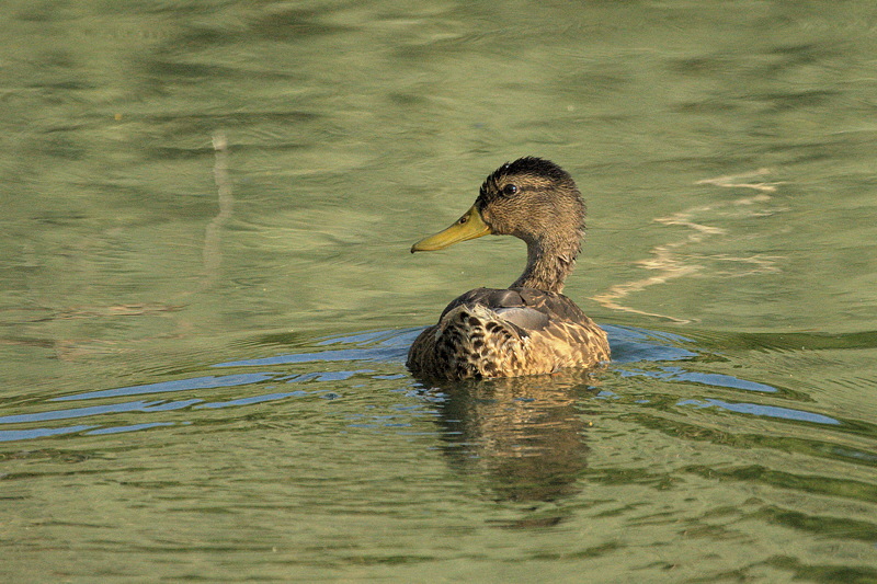 3188 Duck (Mallard)