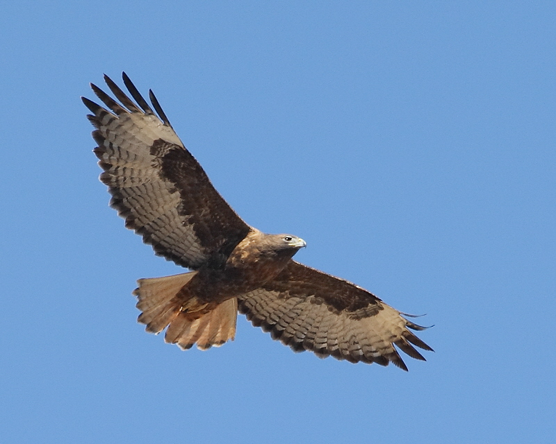 9942_RedTailHawk