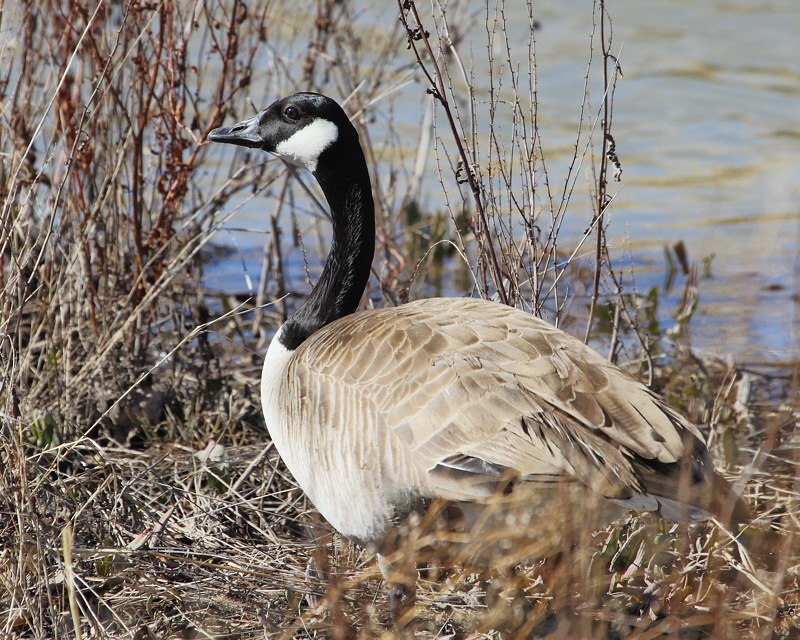 9962_CanadaGoose