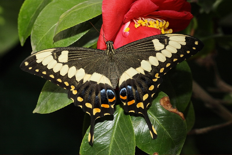 Emperor Swallowtail (0406)