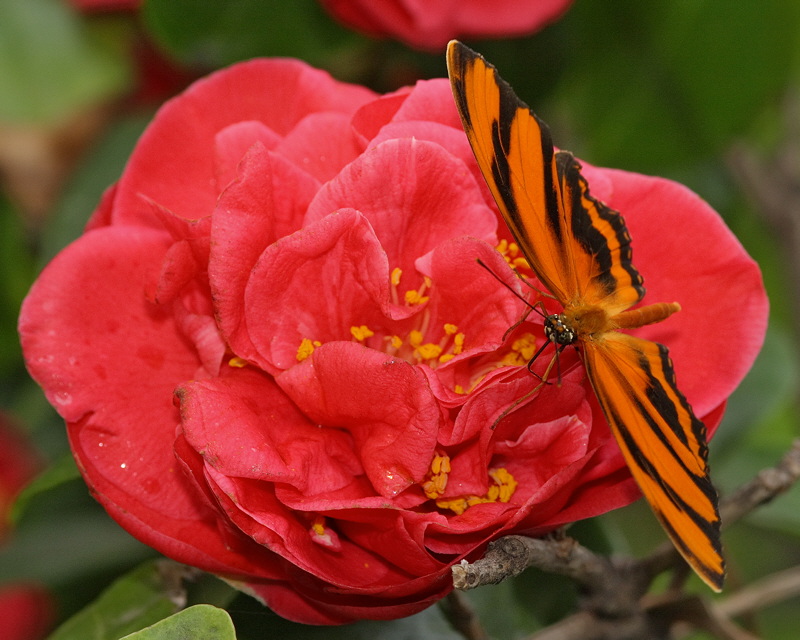 Banded Orange Butterfly (0464)