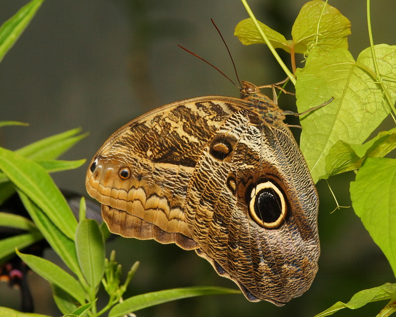 Owl Butterfly (0470)