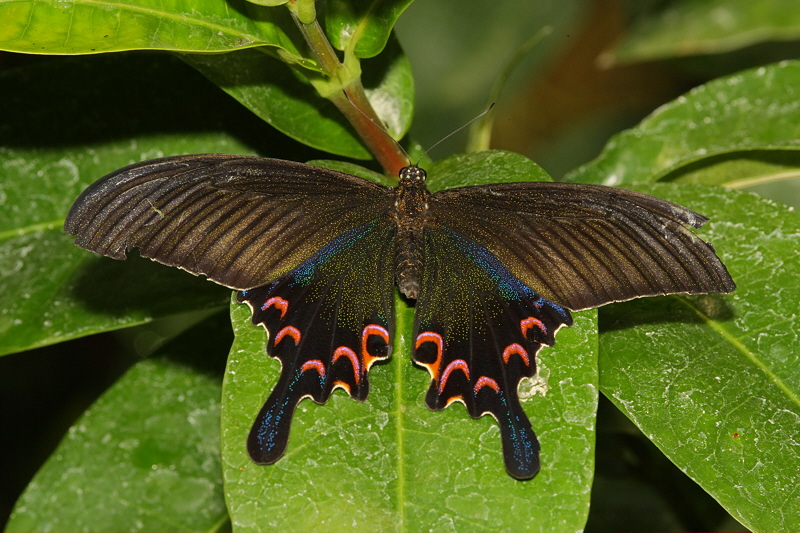 Swallowtail (0511)