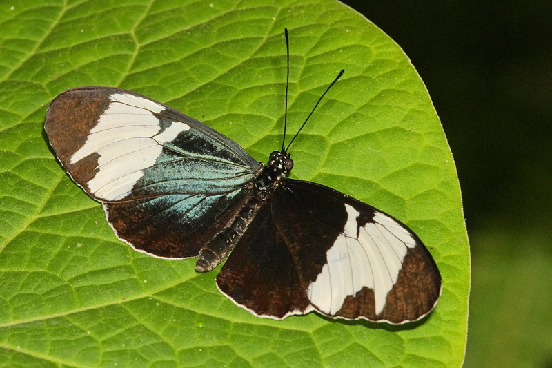 Cydno Butterfly (0527)