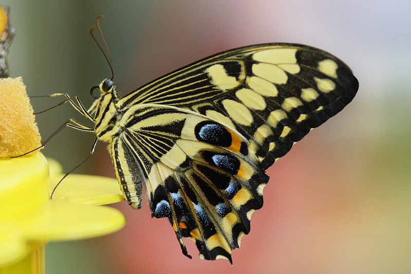 Emperor Swallowtail Feeding (0539)