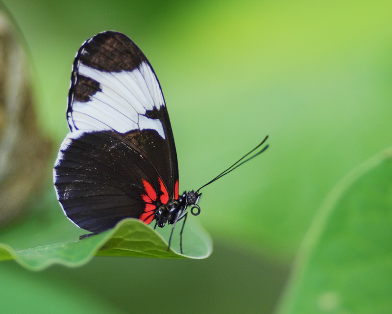 Sapho Butterfly (0564)