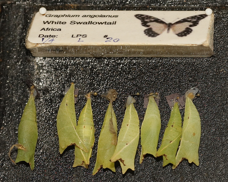 White Swallowtail (0579)