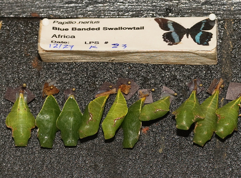 Blue Banded Swallowtail Chrysalis (0580)