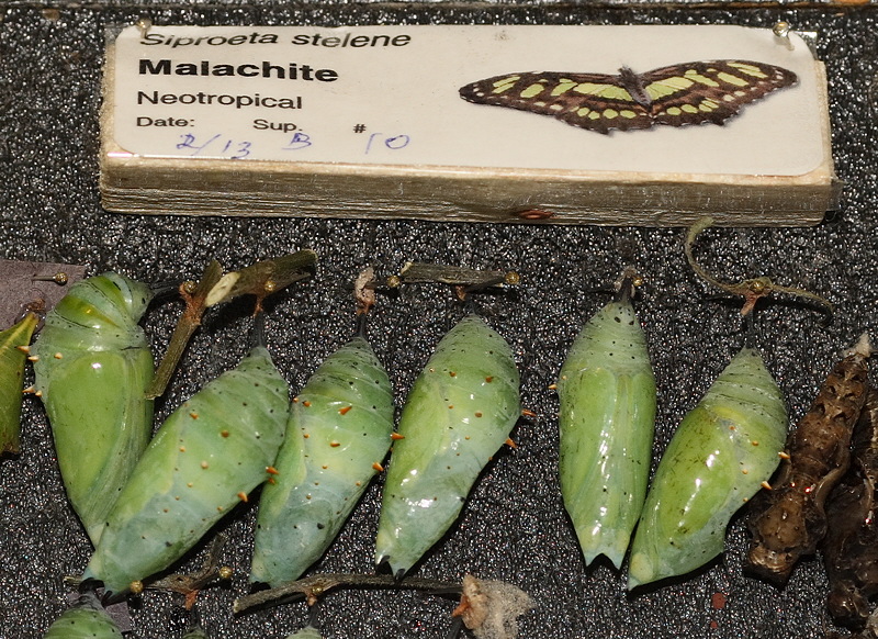 Malachite chrysalis (0581)