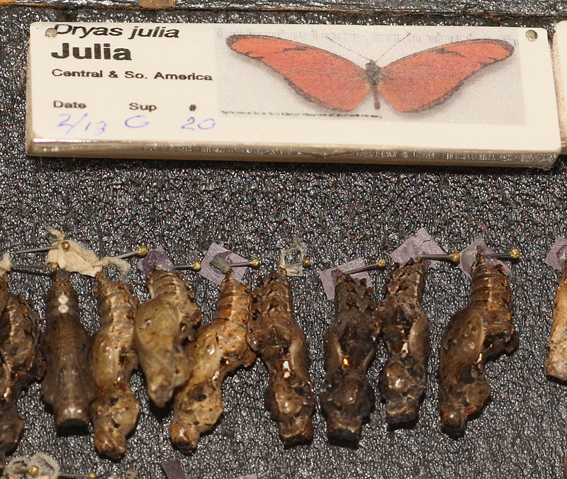 Julia chrysalis (0582)