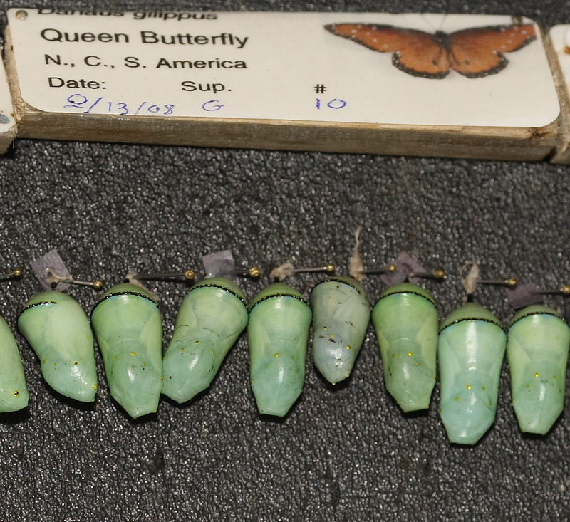 Queen Butterfly Chrysalis (0584)