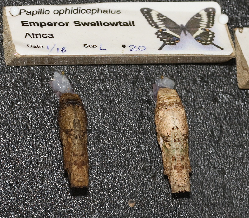 Emperor Swallowtail Chryslis (0588)