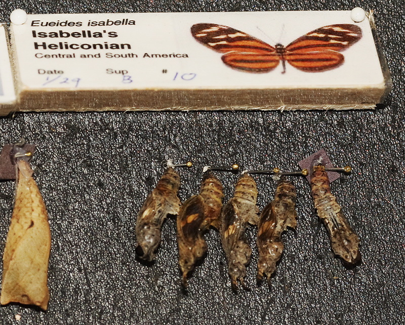 Isabella's Heliconian Chrysalis (0589)