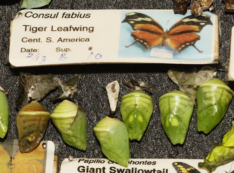 Tiger Leafwing Chrysalis (0593)