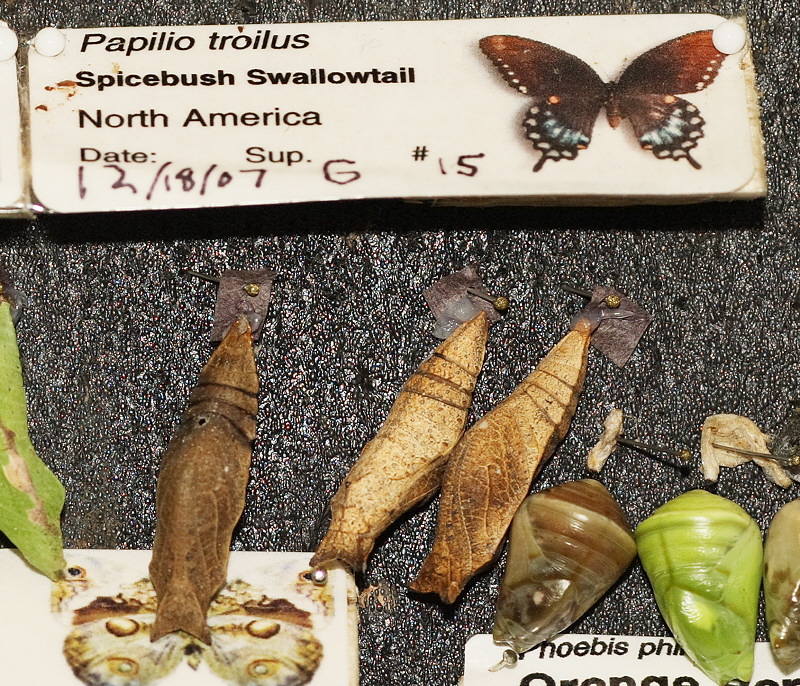 Spicebush Swallowtail Chrysalis (0594)