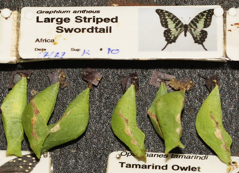 Large Striped Swordtail Chrysalis (0594)
