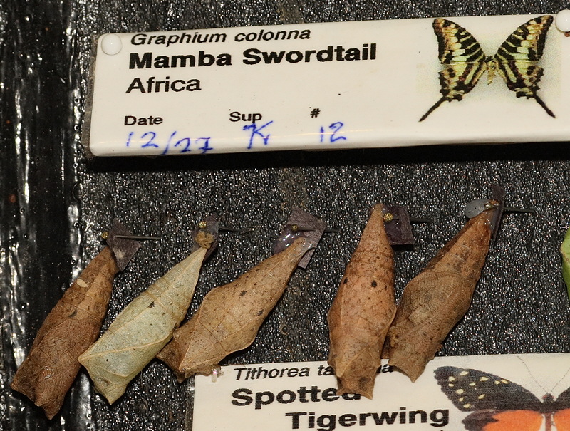 Mamba Swordtail Chrysalis (0595)