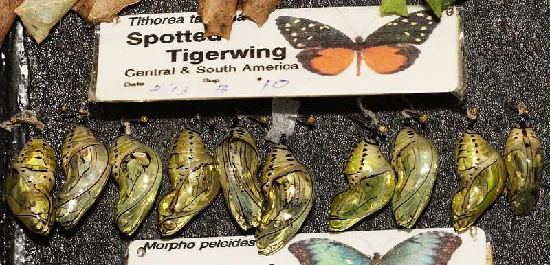 Spotted Tigerwing Chrysalis (0595)