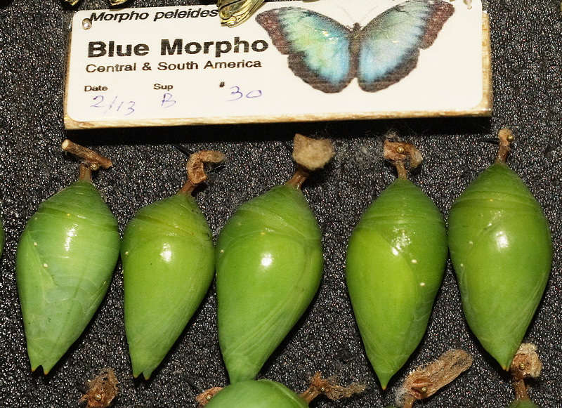 Blue Morpho Chrysalis (0596)
