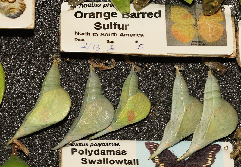 Orange Barred Sulfur Chrysalis (0597)