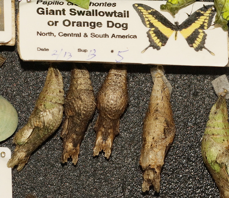 Giant Swallowtail Chrysalis (0598)